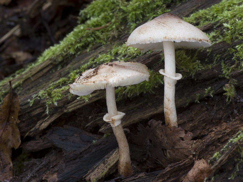 Leucoagaricus badhamii